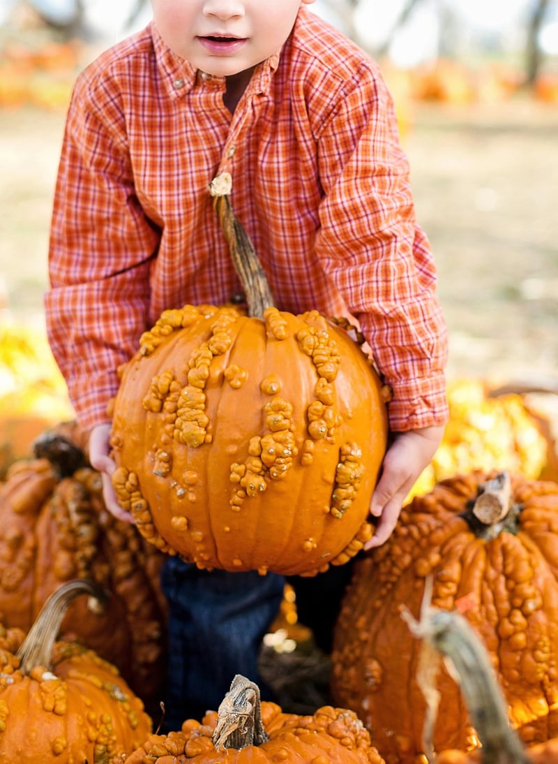 Fall Harvest