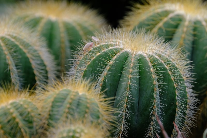 Succulent plants